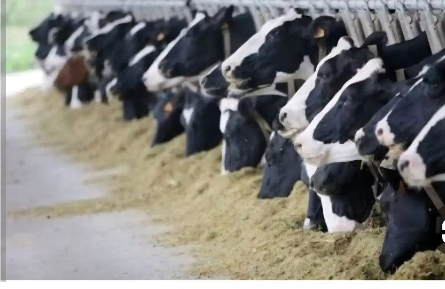 مشارکت در دامداری|اجارهٔ دفتر صنعتی، کشاورزی، تجاری|فرمهین, |دیوار