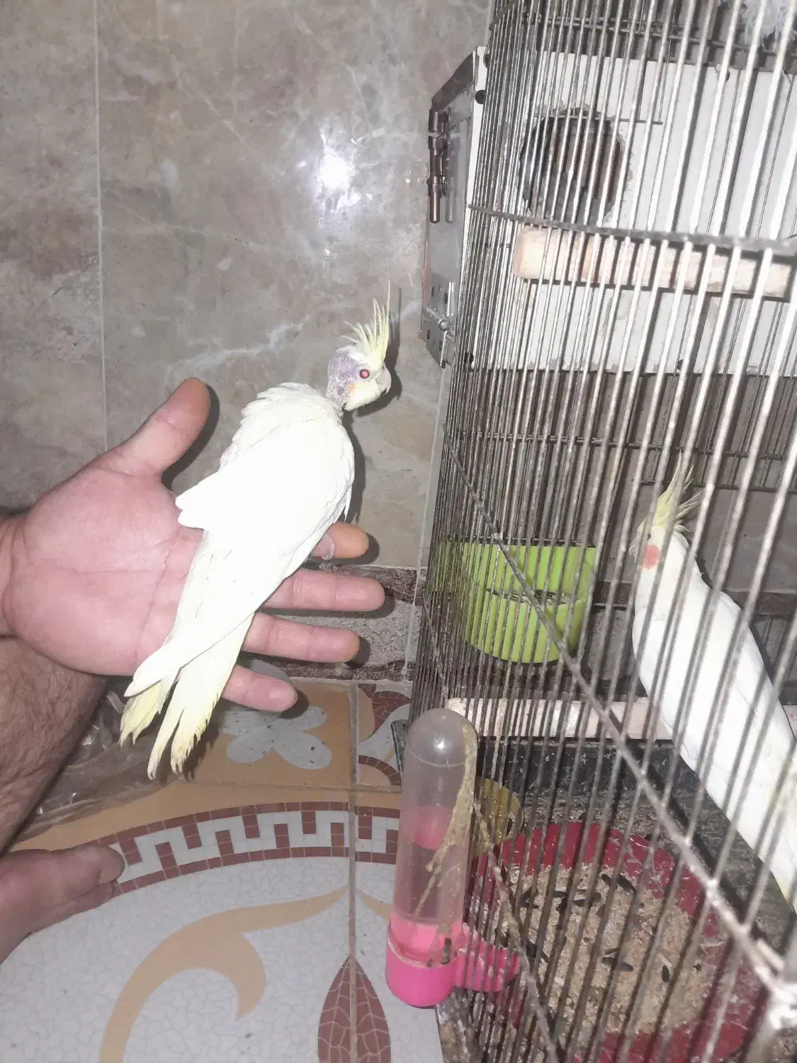 عروس هلندی|پرنده|گلبهار, نوبهار|دیوار