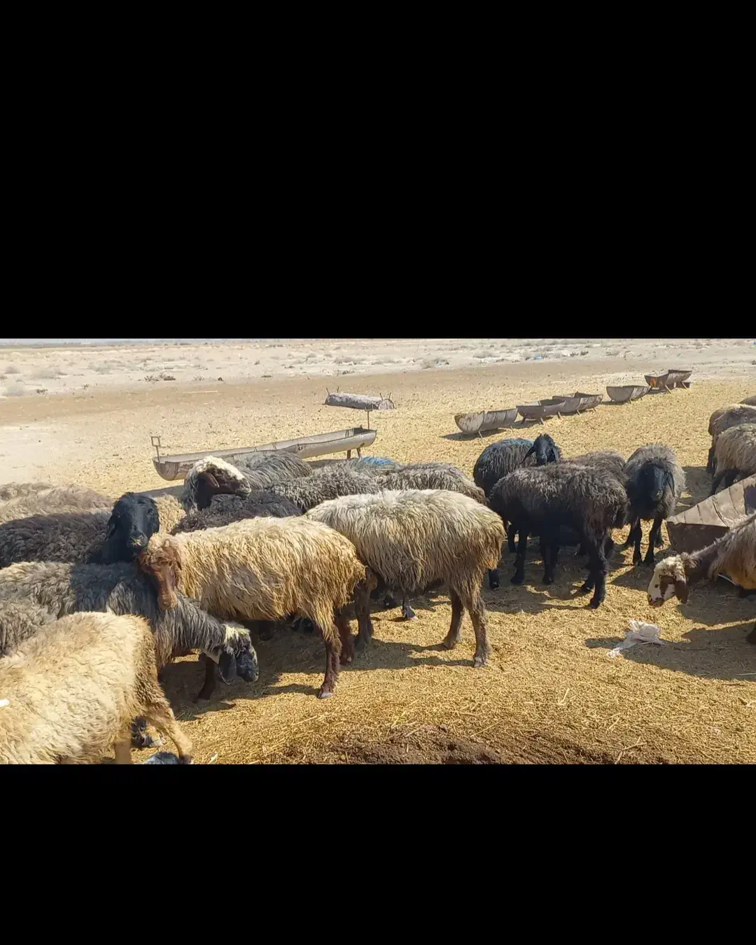 فروش ۵۰ راس میش بره دار|حیوانات مزرعه|شیراز, باباکوهی|دیوار