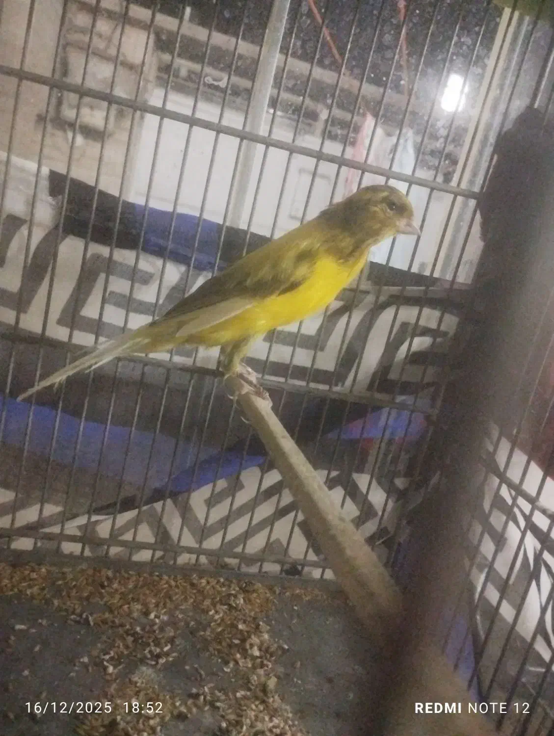 قناری بلند 2تا|پرنده|ری, سیزده آبان|دیوار