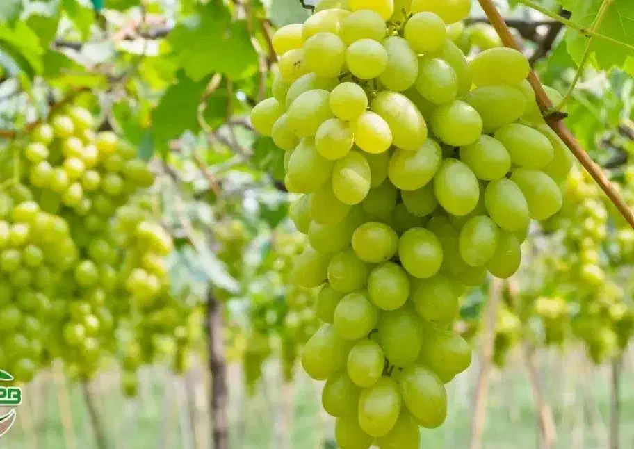 پخش نهال انگور فخری|خدمات باغبانی و درختکاری|اقلید, |دیوار