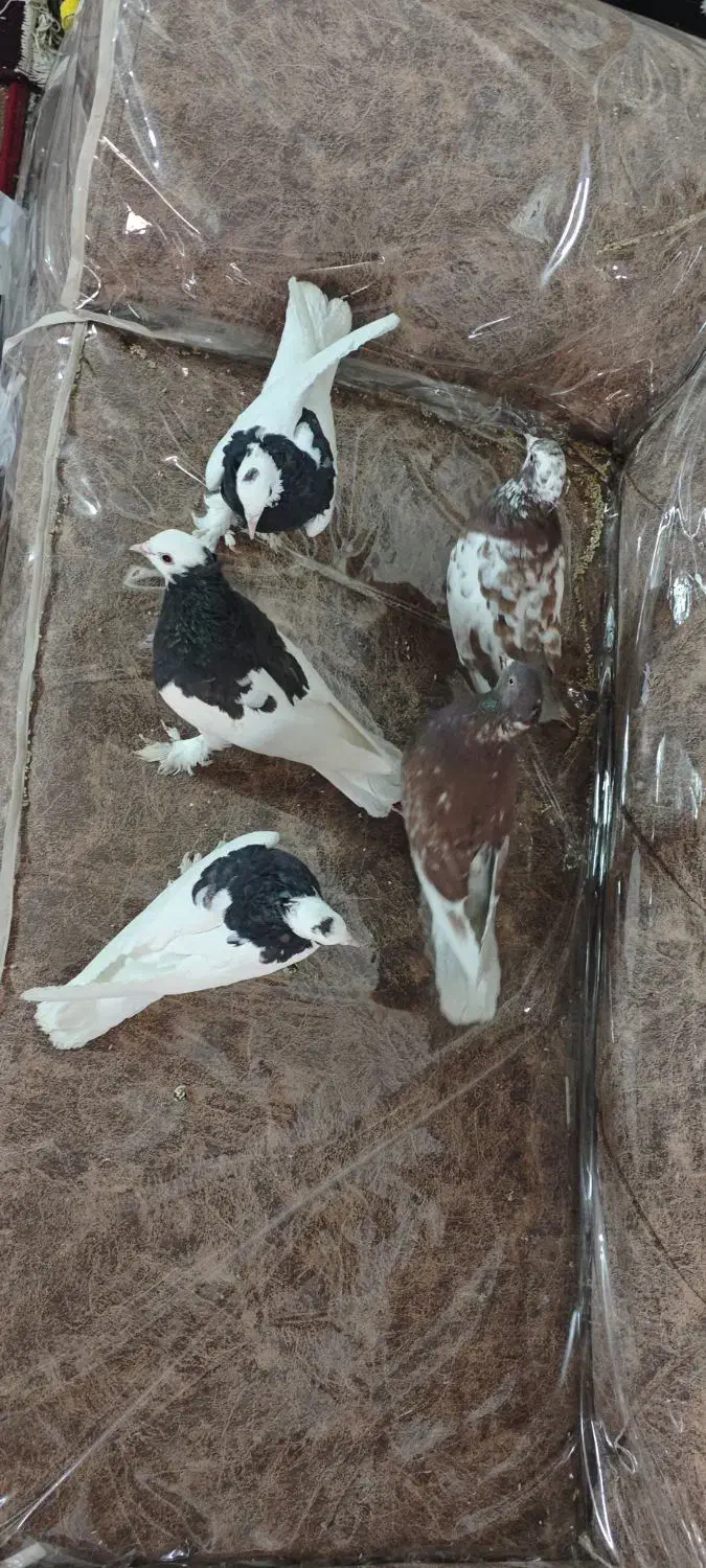 کبوتر یزدی و طوقی|حراج|یزد, |دیوار