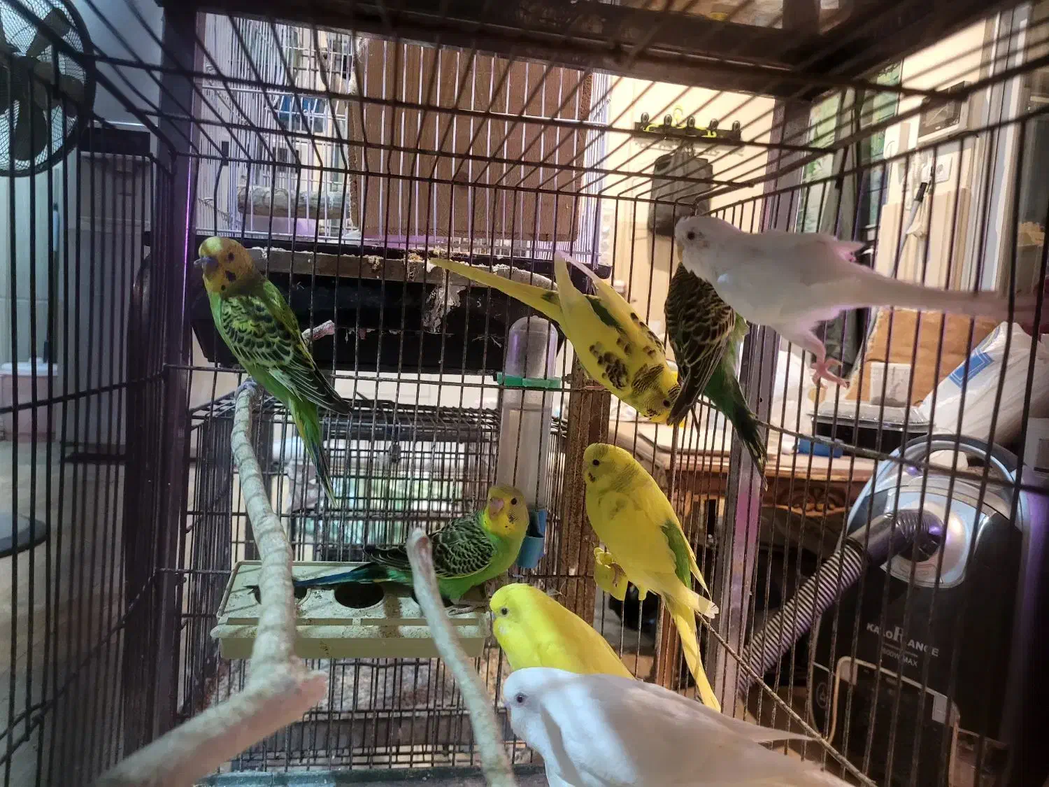 مرغ عشق|پرنده|ساری, |دیوار