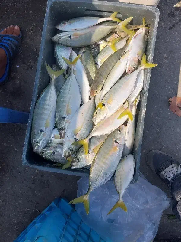 ماهی کرفه|ماهی|قشم, |دیوار