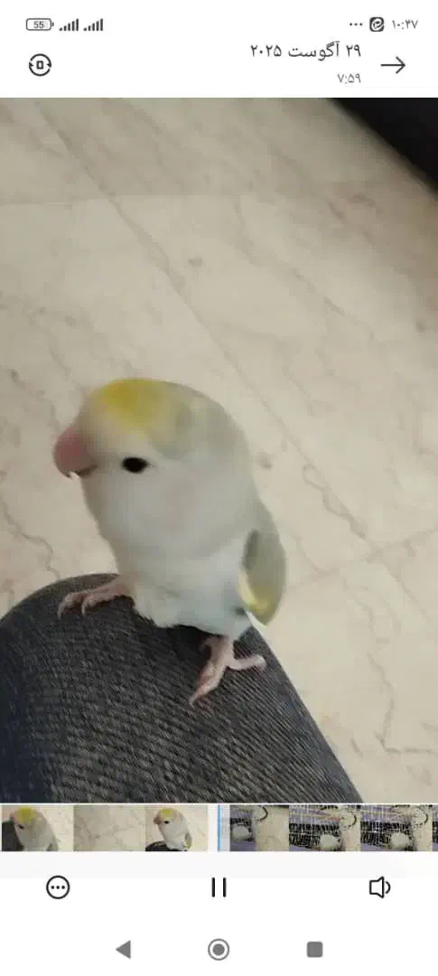 طوطی برزیلی گمشده محدوده امامت|حیوانات|تهران, امامت|دیوار