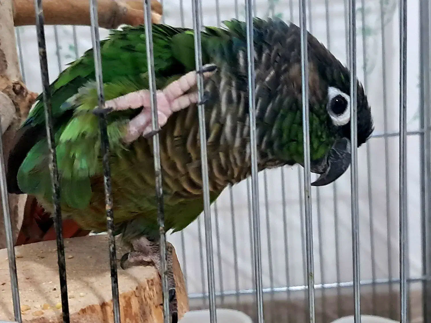 جفت طوطی گرینچیک|پرنده|شیراز, حومه شیراز|دیوار