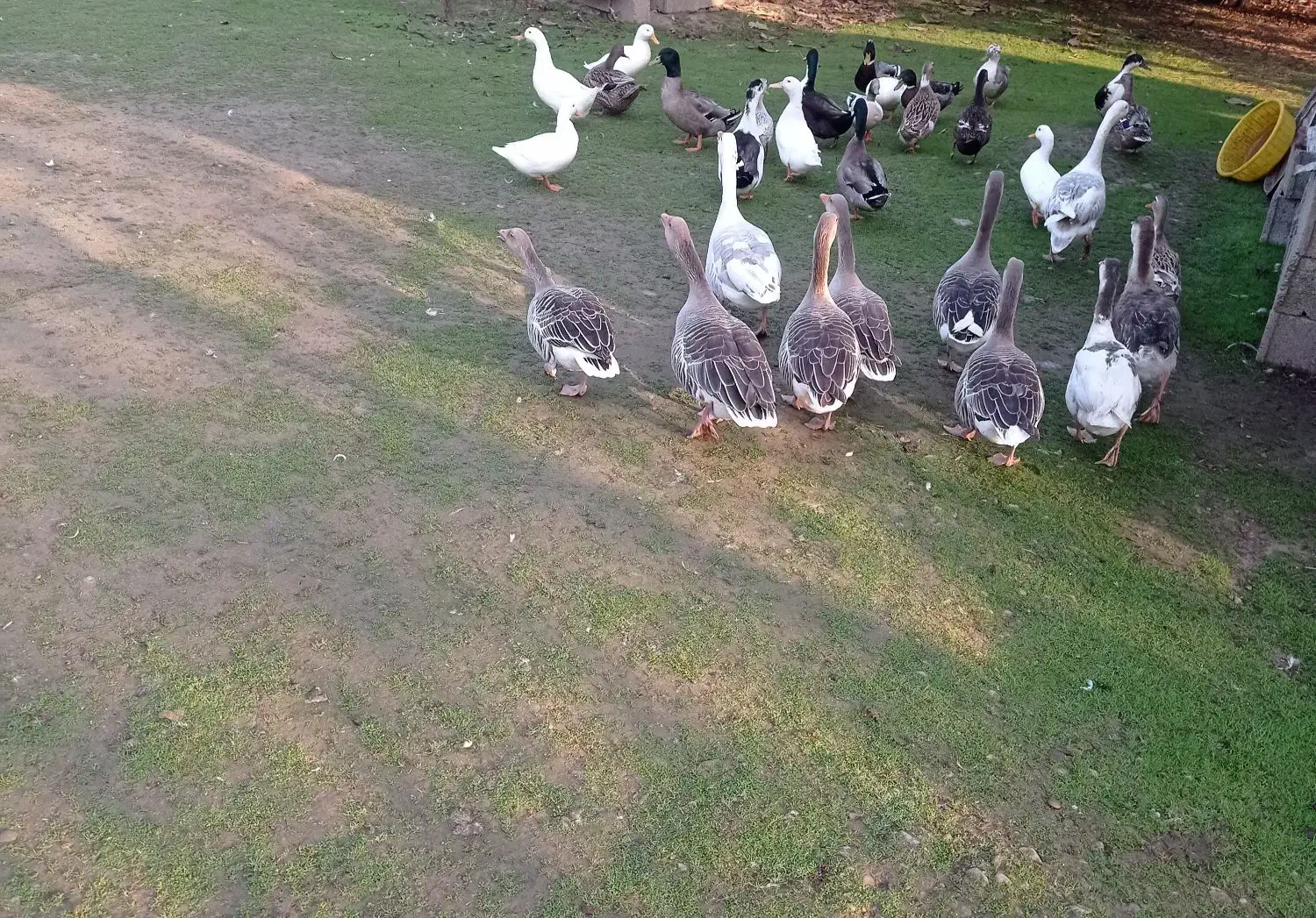 فروشی|حیوانات مزرعه|گوراب زرمیخ, |دیوار