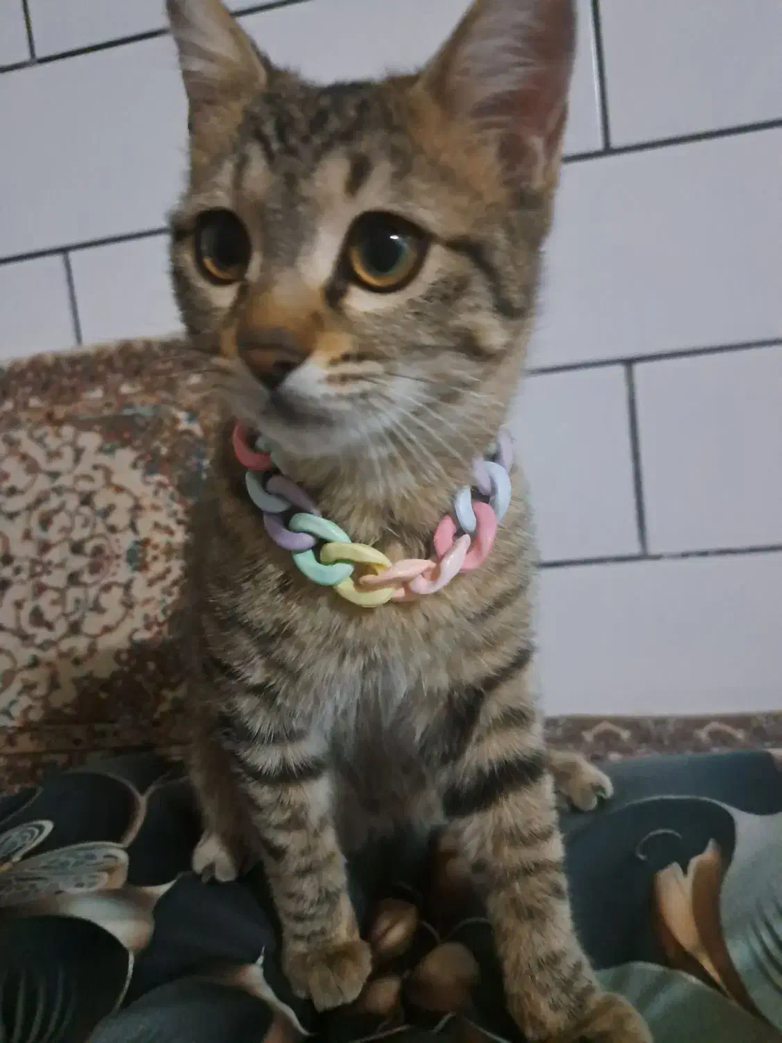 گربه خونگی ملوس|گربه|قم, شهرک مهدیه (مدرس)|دیوار