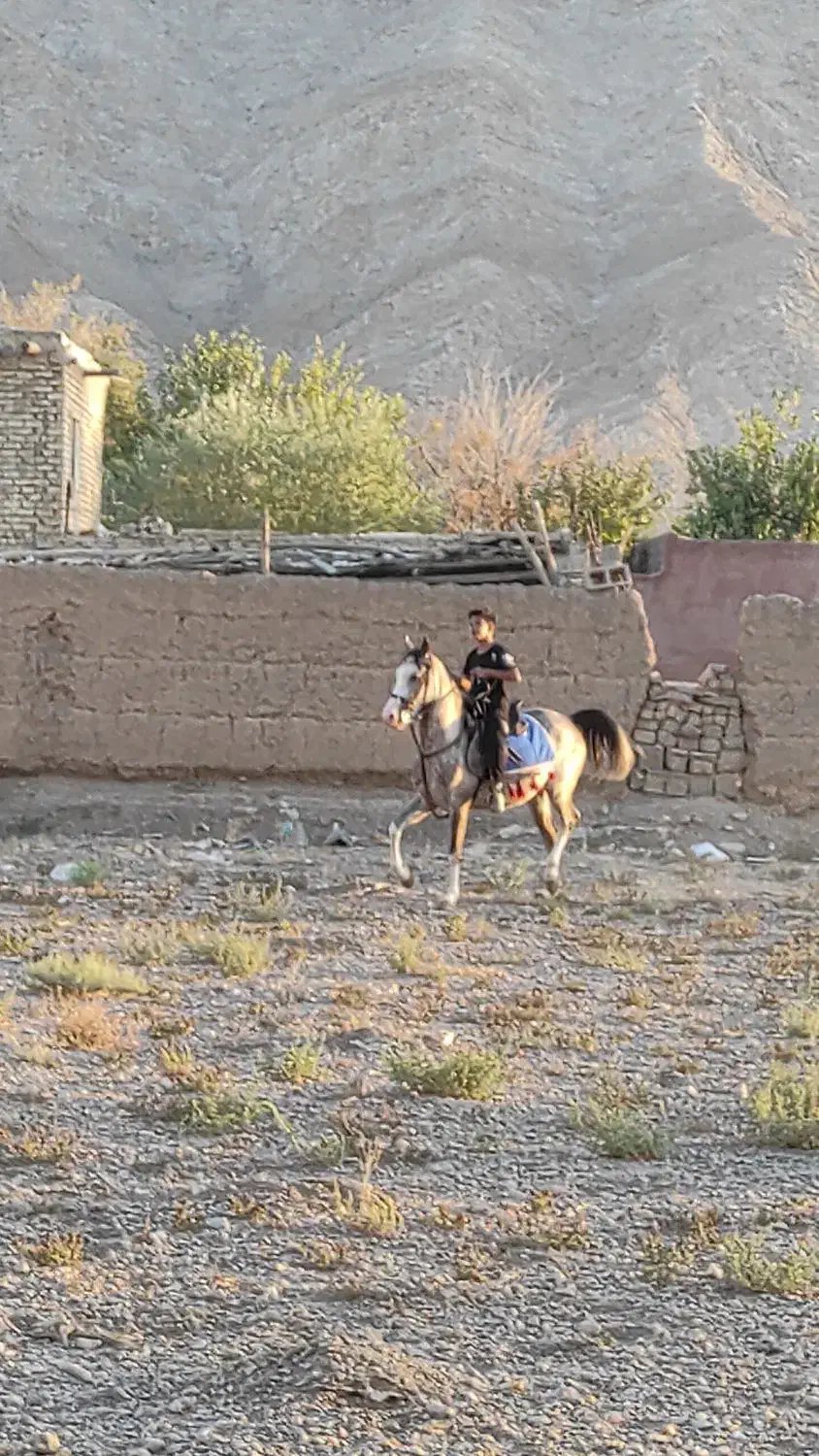 نریون 4ساله کره کیان رخش نوربخش‌وکامران قدیری|اسب و تجهیزات اسب‌سواری|ابریشم, |دیوار