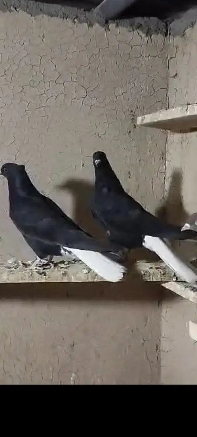 شش عدد اشعل|پرنده|آبادان, |دیوار