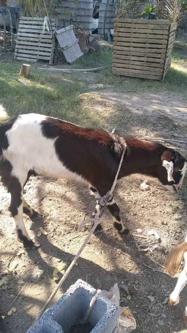 نری|حیوانات مزرعه|میناب, |دیوار