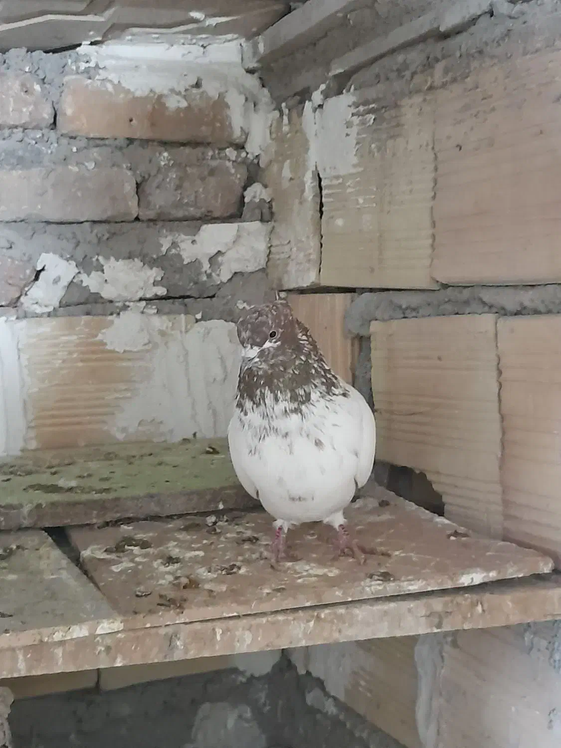 کبوتر|پرنده|اردبیل, |دیوار