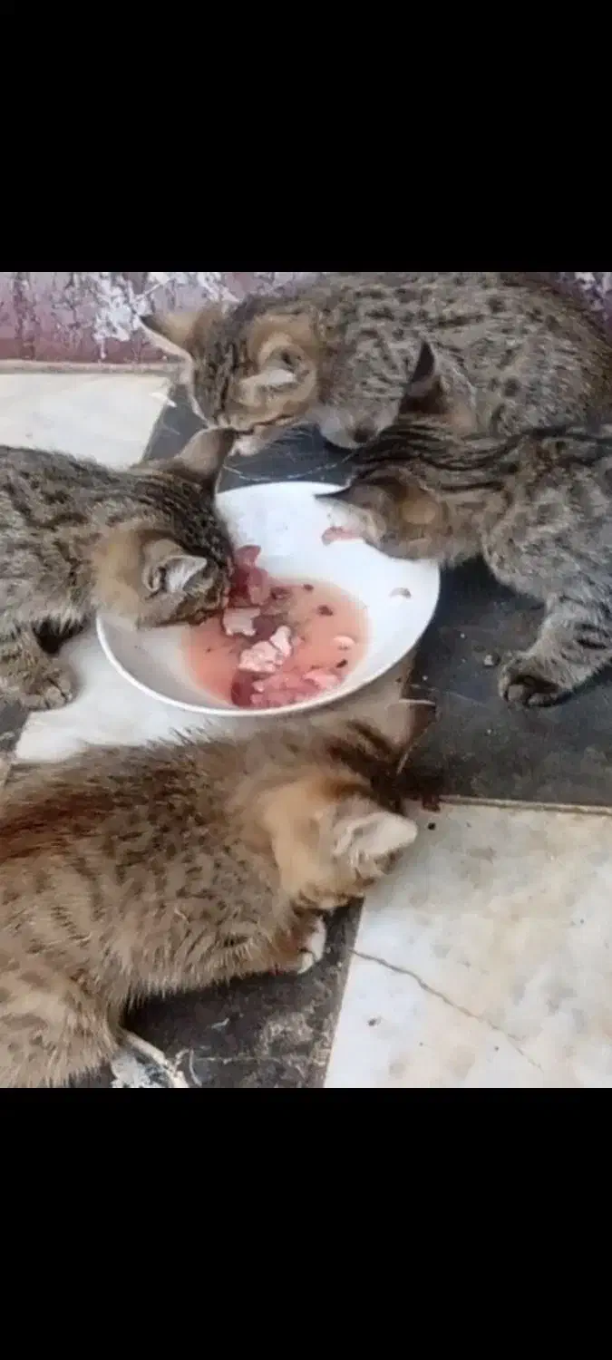 واگذارئ رایگِان چند تا بچه گربه|گربه|خوانسار, |دیوار