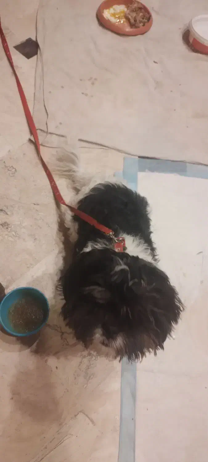 سگ شیتزو|سگ|چهارباغ, |دیوار