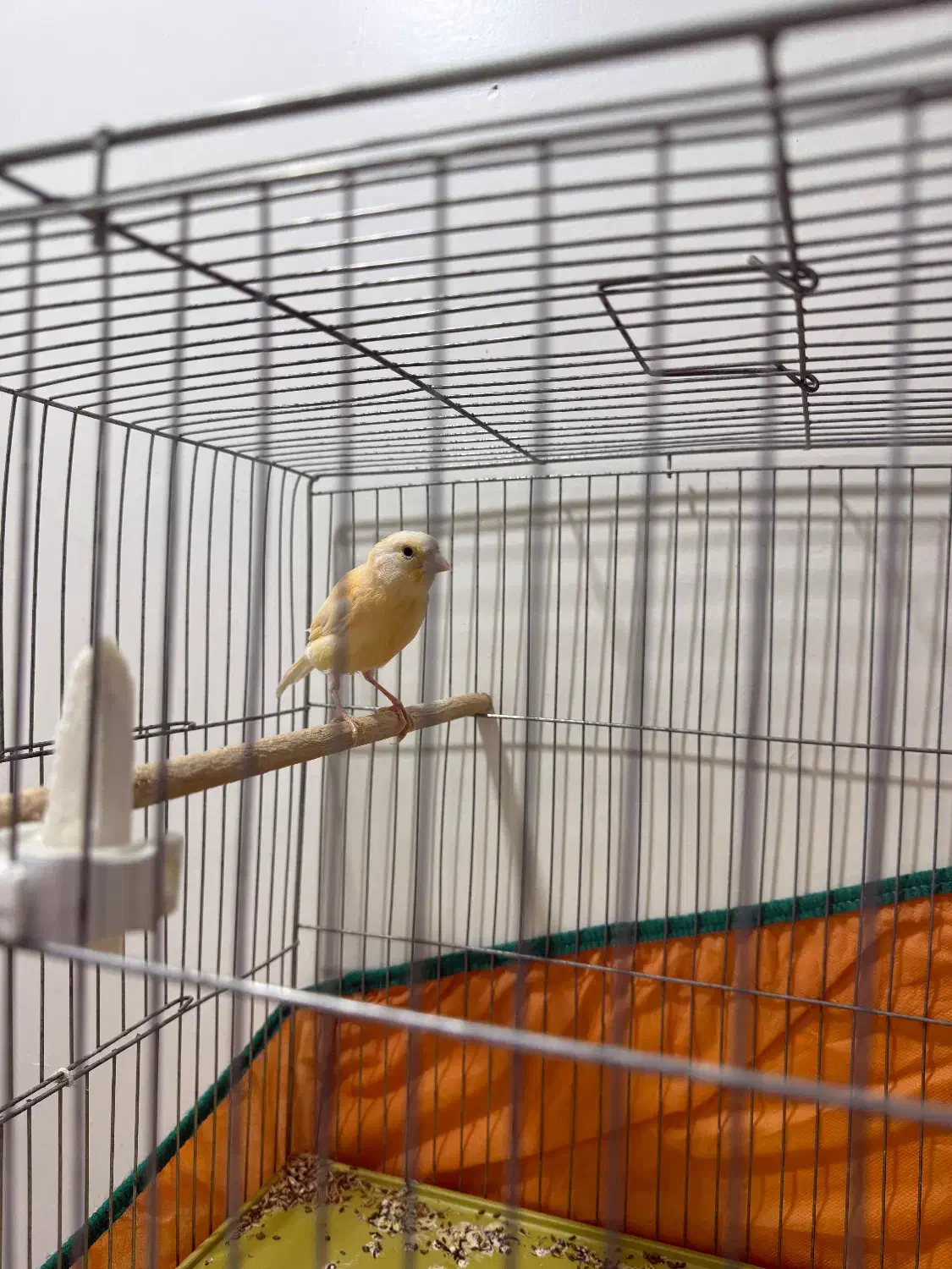 قناری|پرنده|مسجد سلیمان, |دیوار