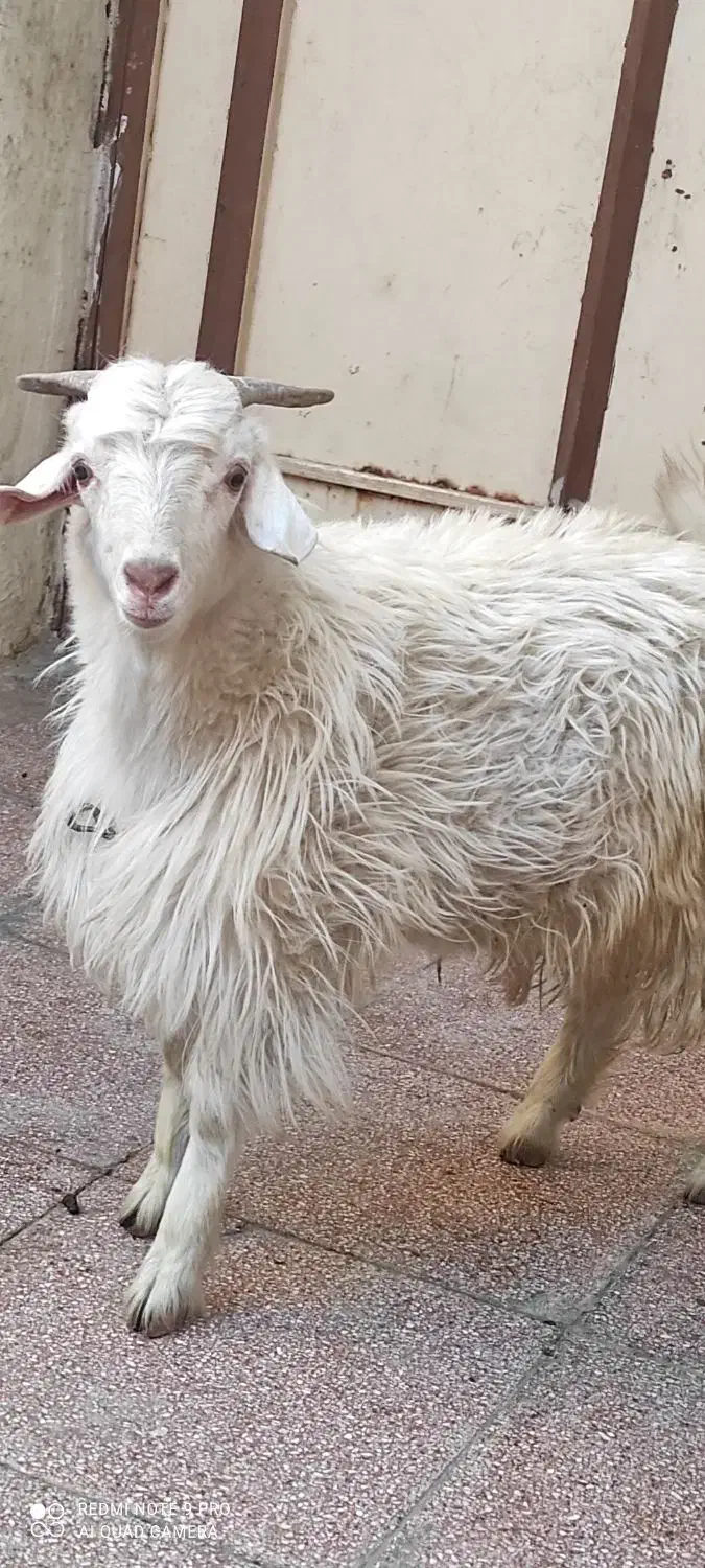 کهره بزغاله نر|حیوانات مزرعه|بندرعباس, |دیوار