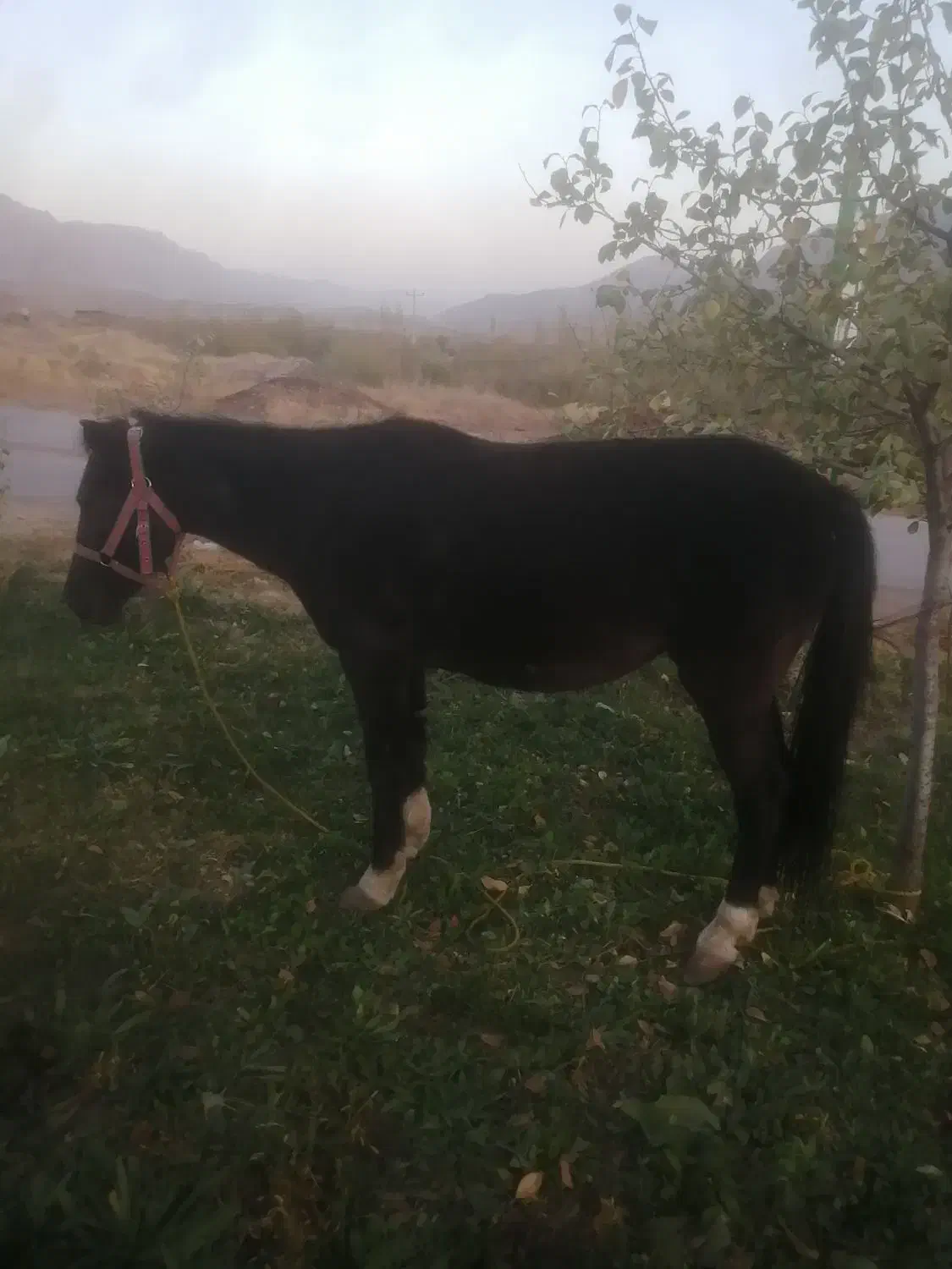 فروش اسب و کره اسب|اسب و تجهیزات اسب‌سواری|چناران, |دیوار