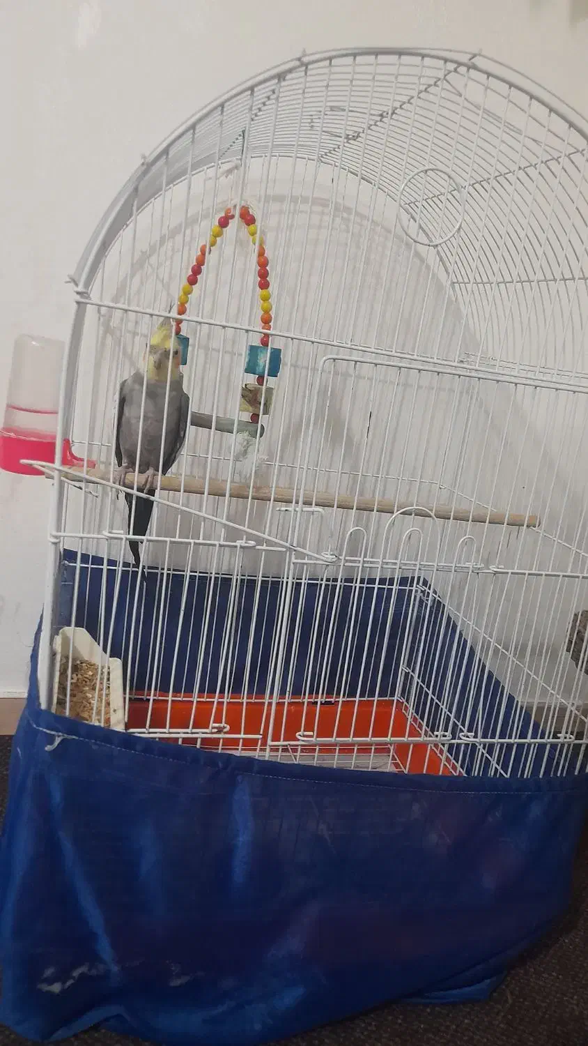 عروس هلندی|پرنده|گرمسار, |دیوار