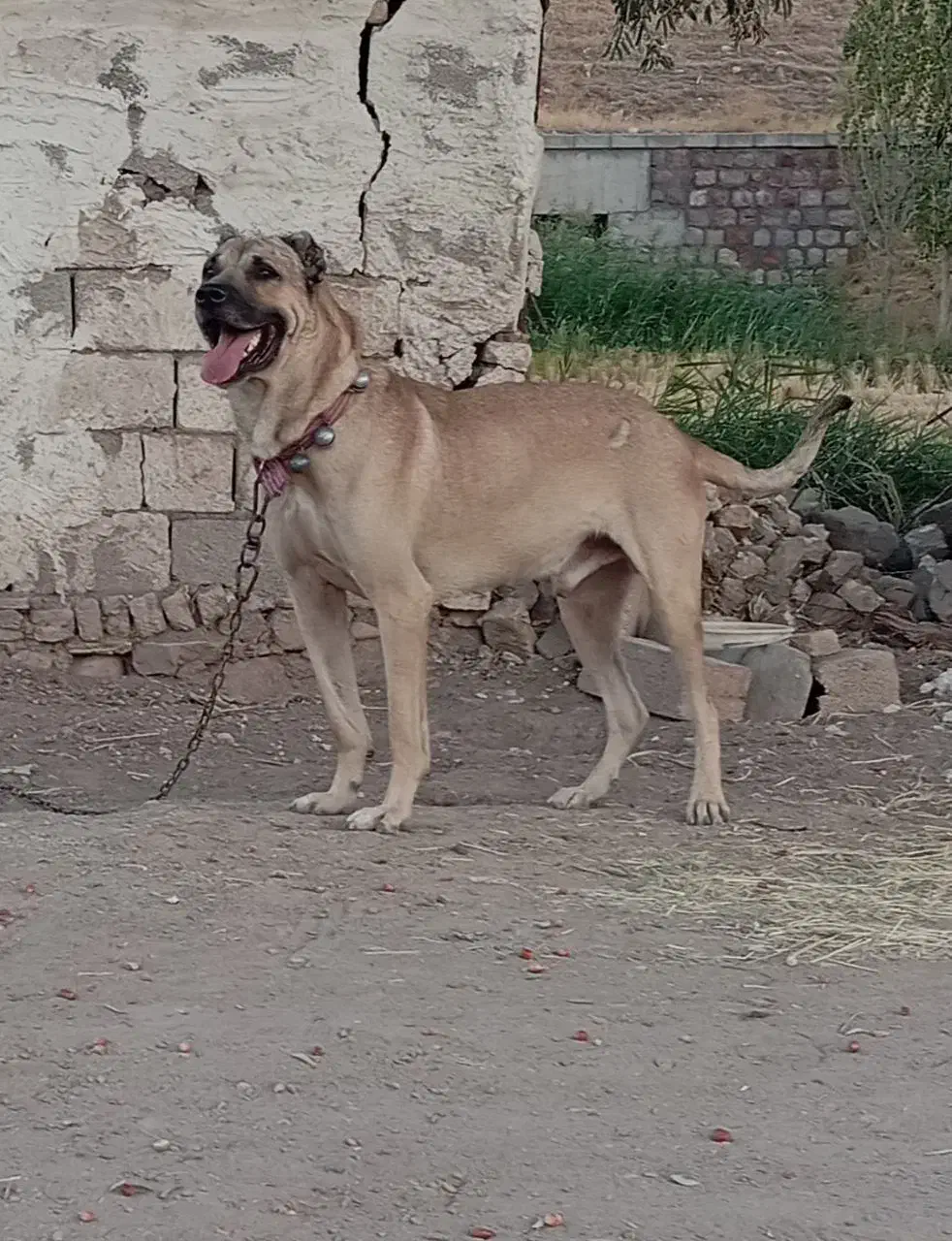 سگ سرابی|سگ|زنجان, |دیوار
