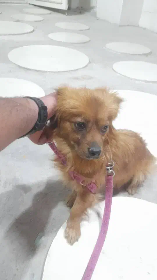 پامر اشپیتز|سگ|اقلید, |دیوار