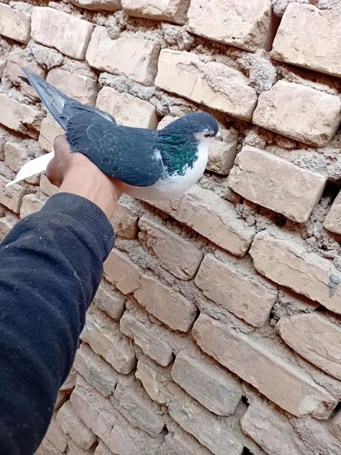 امری|پرنده|رفسنجان, |دیوار