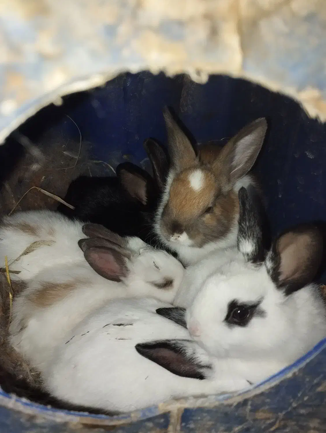 بچه خرگوش|موش و خرگوش|آبیک, |دیوار