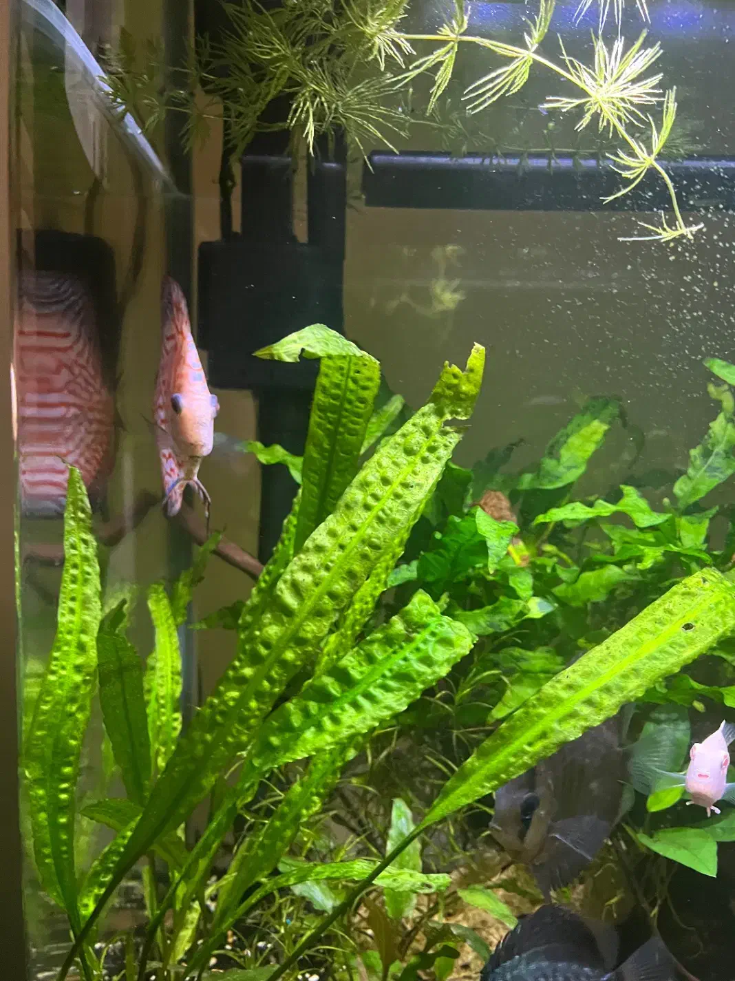 چهار عدد ماهی دیسکس ماهی زینتی Discus|ماهی|اصفهان, باغ فردوس|دیوار