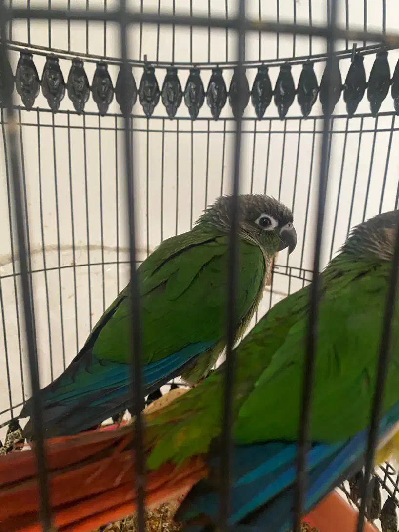 گرین چیک|پرنده|مشهد, ادیب نیشابوری (شهرک غرب)|دیوار