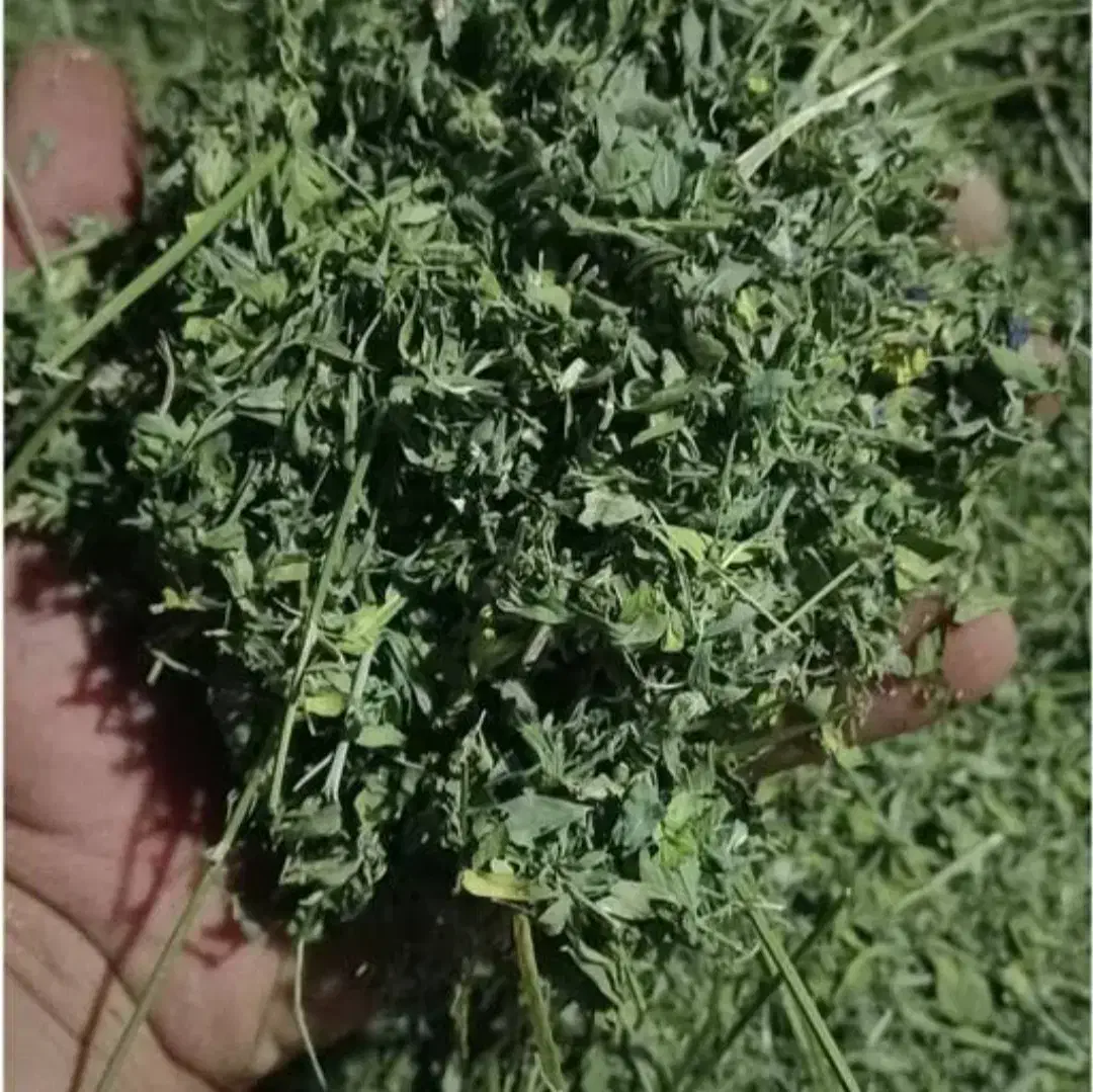 یونجه خالص دیواندره|خدمات باغبانی و درختکاری|سارال, |دیوار