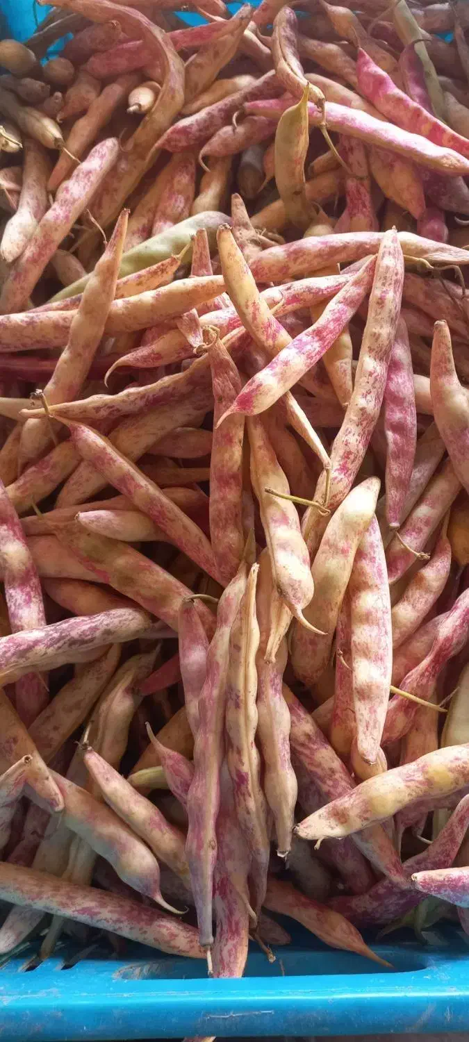 لوبیا چیتی تازه با غلاف|خوردنی و آشامیدنی|تهران, ازگل|دیوار