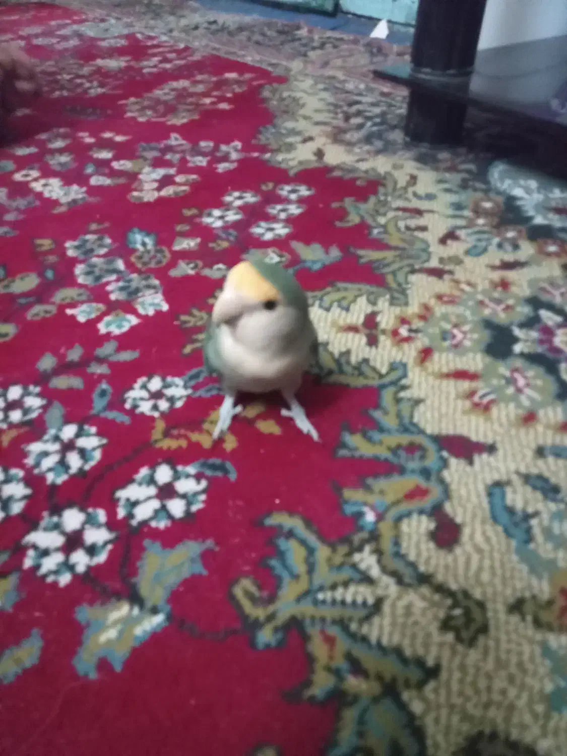 پرنده|پرنده|طرقبه, |دیوار