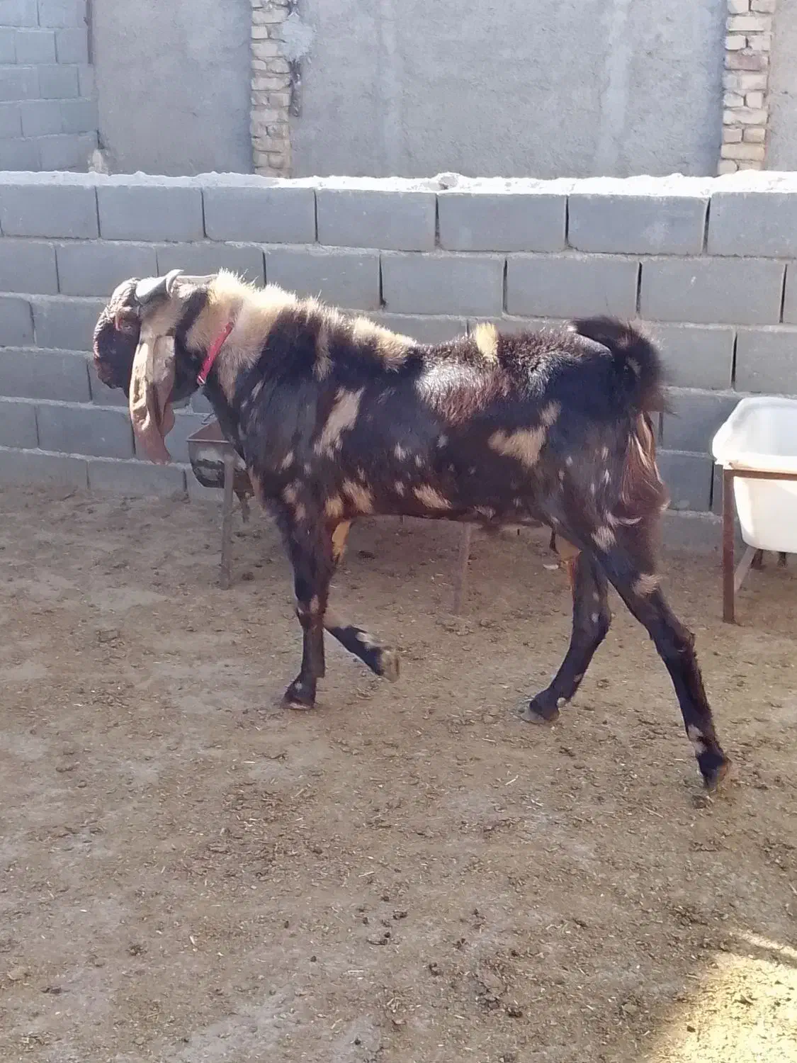 بز نر پاکستانی جوان|حیوانات مزرعه|قوچان, |دیوار