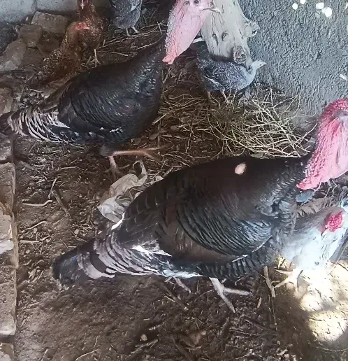 بوقلمون|حیوانات مزرعه|زابل, |دیوار