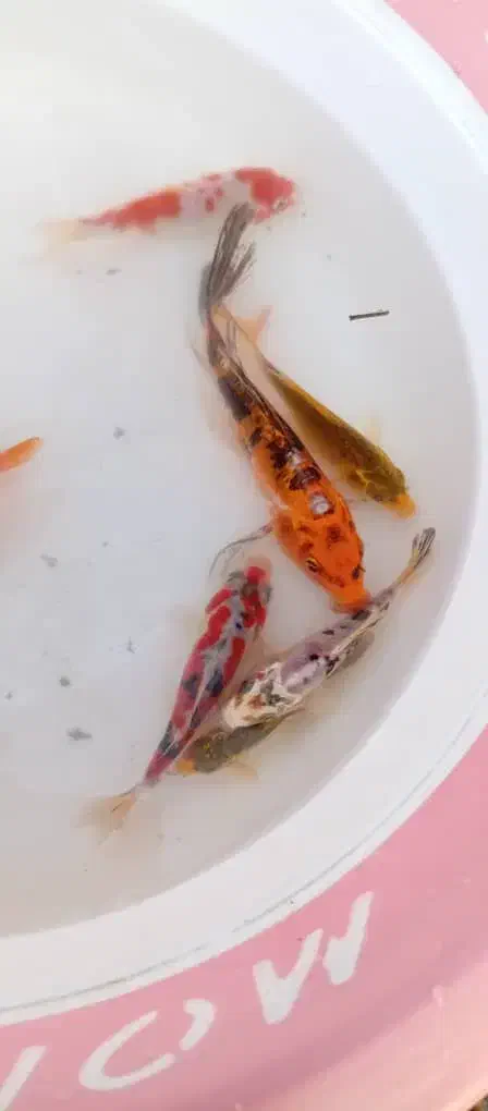 ماهی کوی|ماهی|اصفهان, بوستان کوهستانی صفه|دیوار