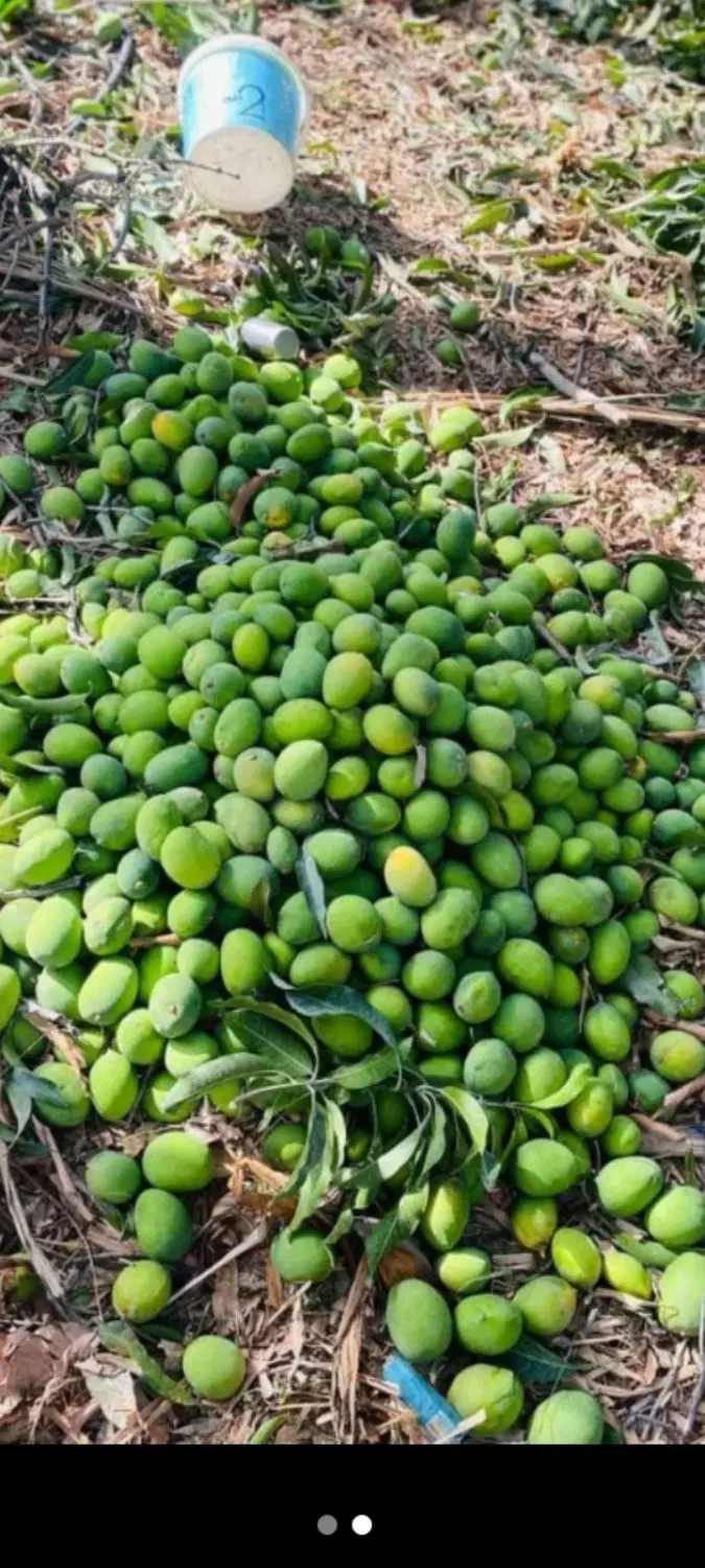 انبه|خوردنی و آشامیدنی|رودان, |دیوار