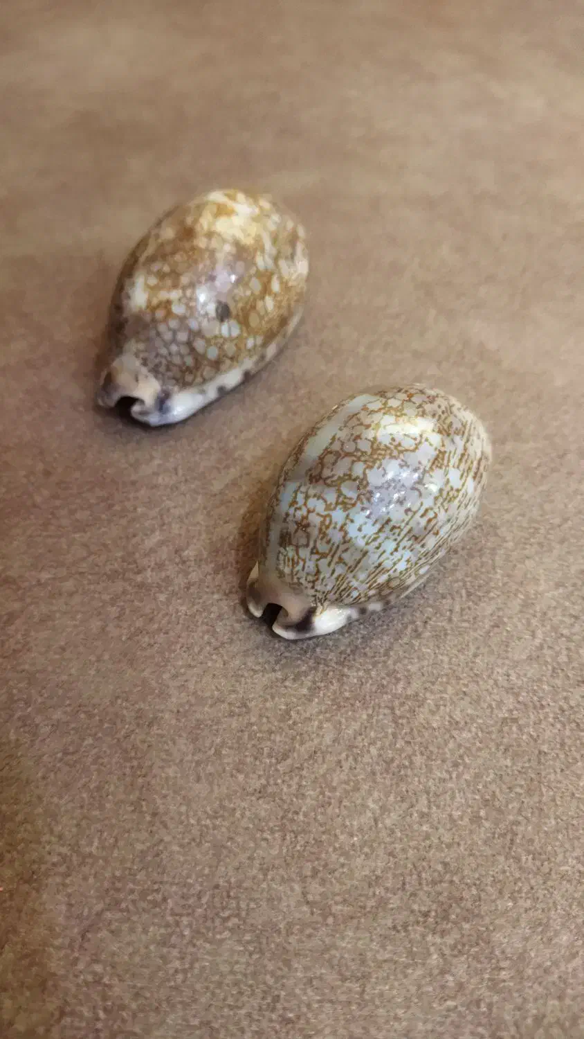 صدف قدیمی خارجی|کلکسیون اشیاء عتیقه|بهبهان, |دیوار