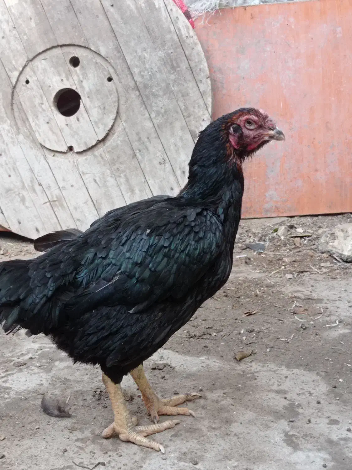 مرغ|حیوانات مزرعه|بندرعباس, |دیوار