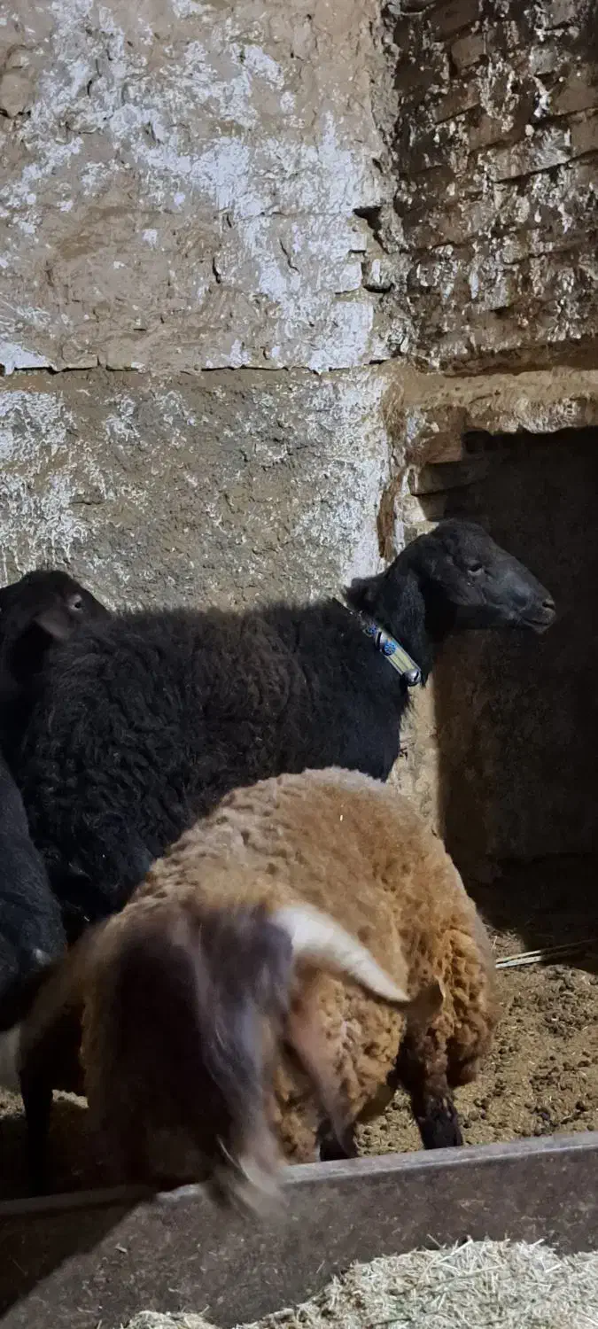 بره افشاری|حیوانات مزرعه|اردکان, |دیوار