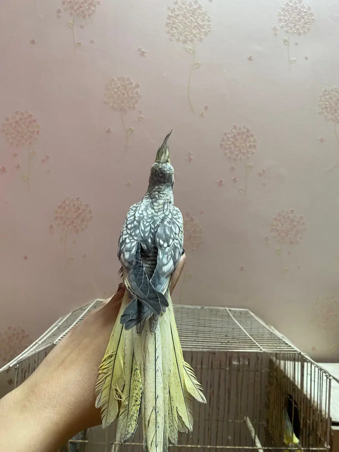 عروس هلندی|پرنده|رشت, شهرک پردیسان|دیوار