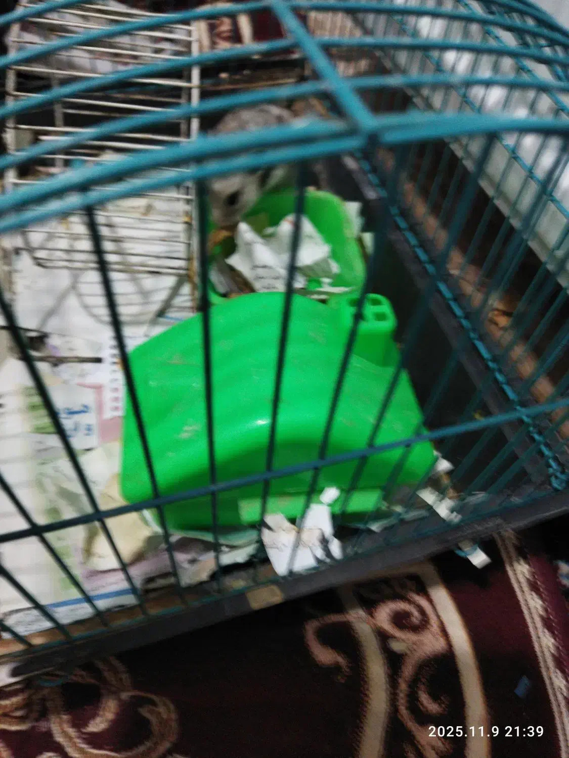 دو عدد همستر|موش و خرگوش|کرمان, |دیوار