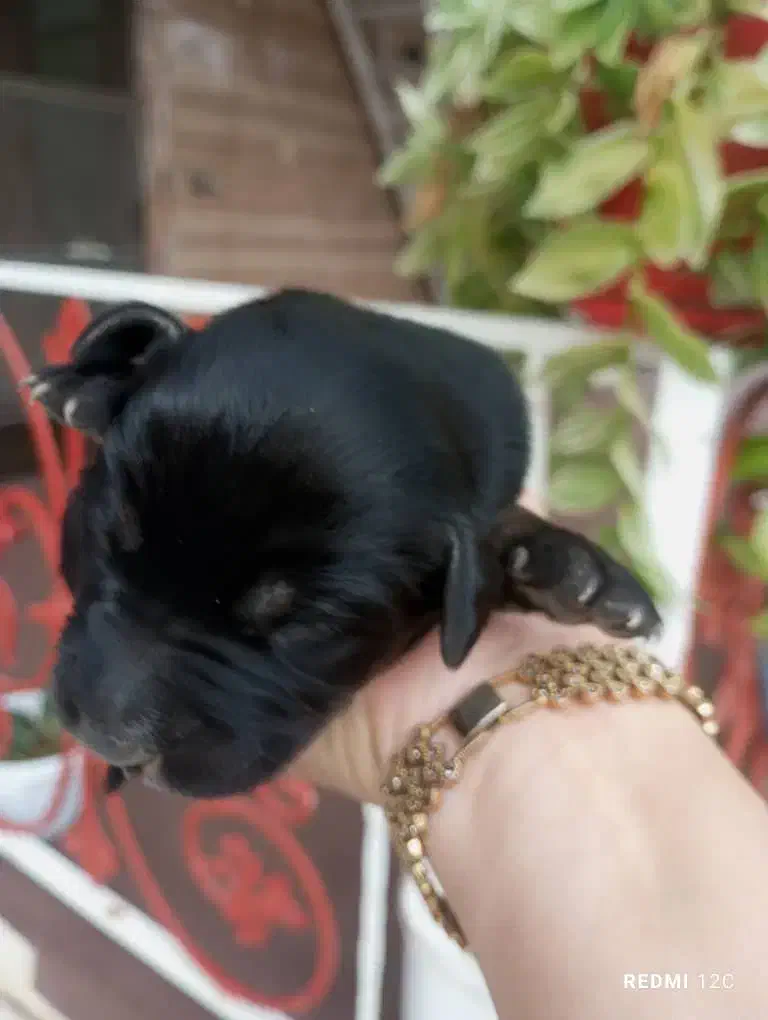 ۶ عدد توله پیت بول تریر برای واگذاری|سگ|توتکابن, |دیوار