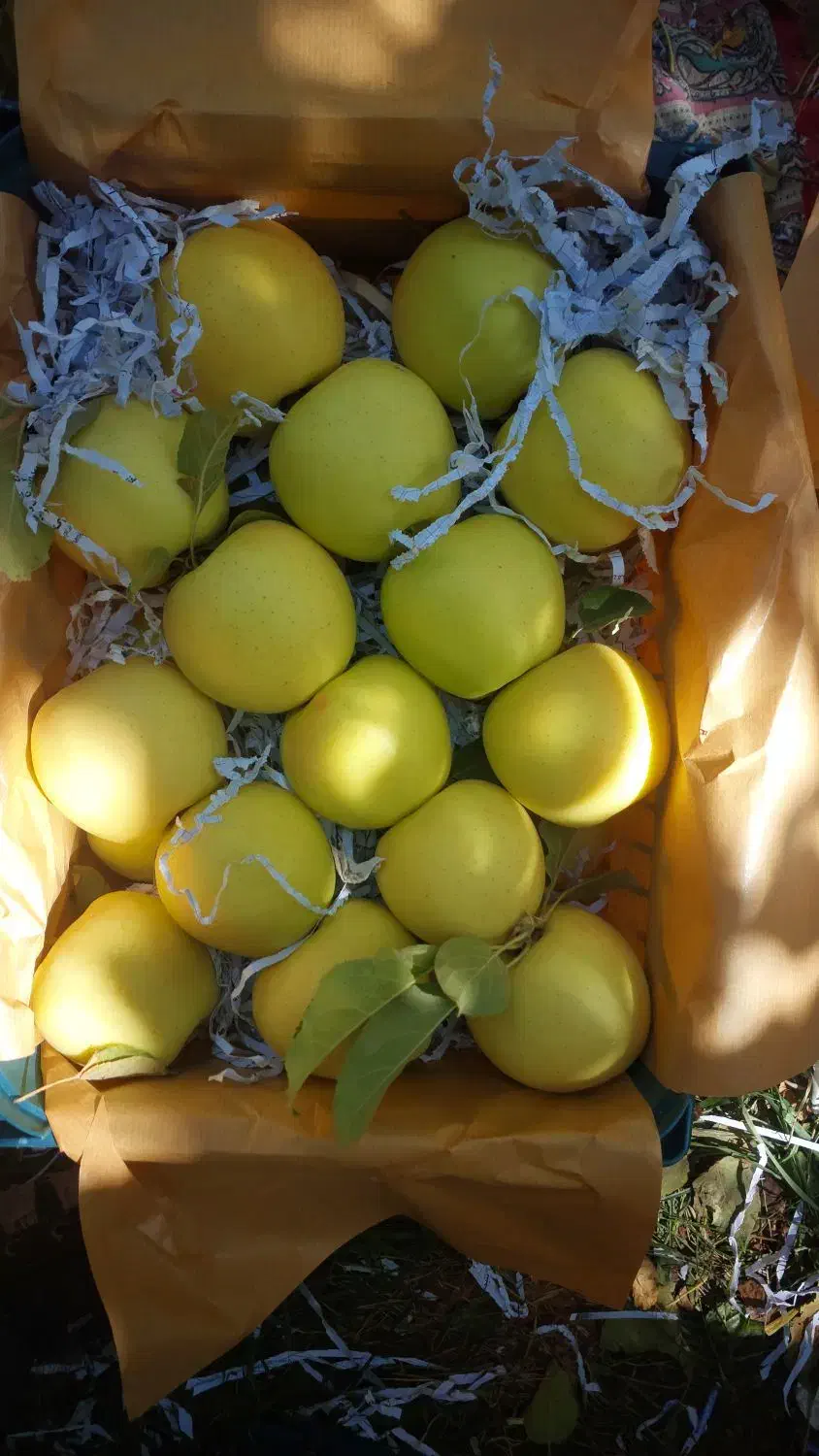 سیب سوپر سفید و قرمز سردخانه|خوردنی و آشامیدنی|زنجان, |دیوار