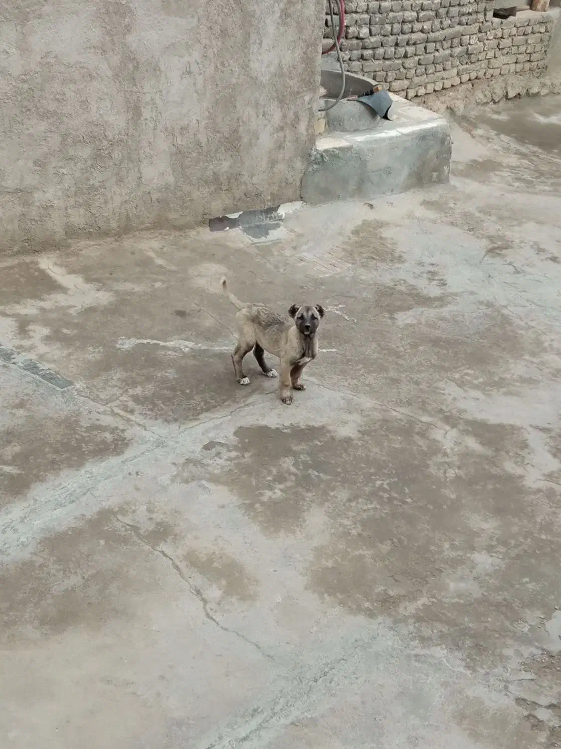 سگ سرابی|سگ|جوکار, |دیوار