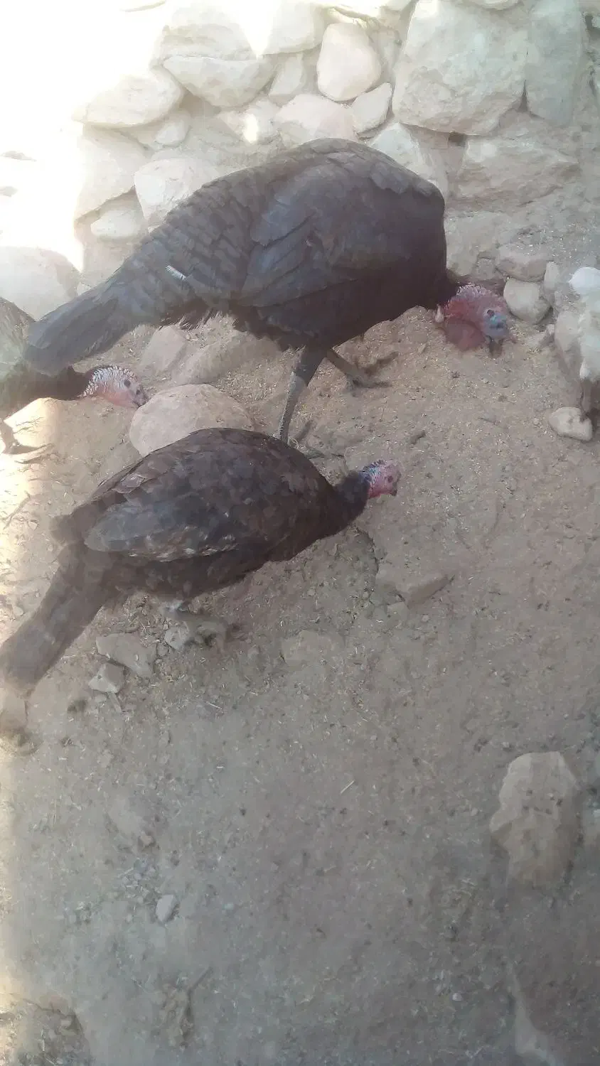 مرغ محلی|حیوانات مزرعه|زرین آباد, |دیوار