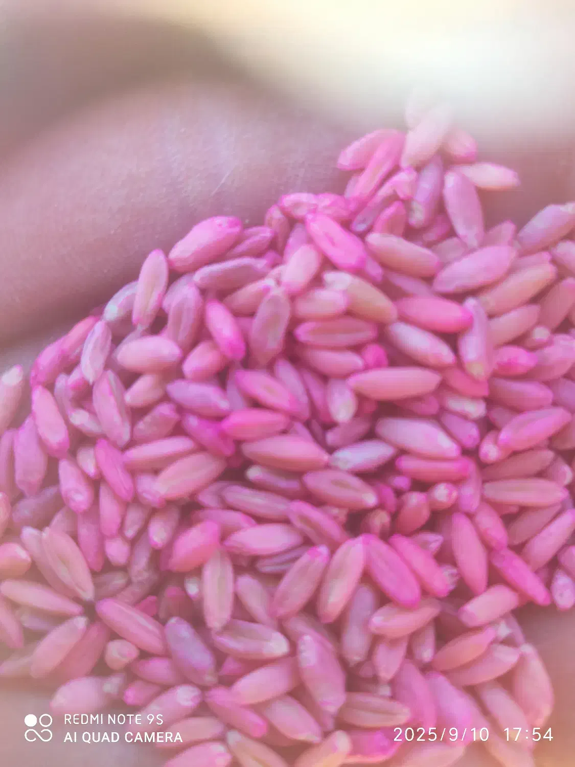 گندم بذری خوب از ما بخواهید.|عمده‌فروشی|میانه, |دیوار