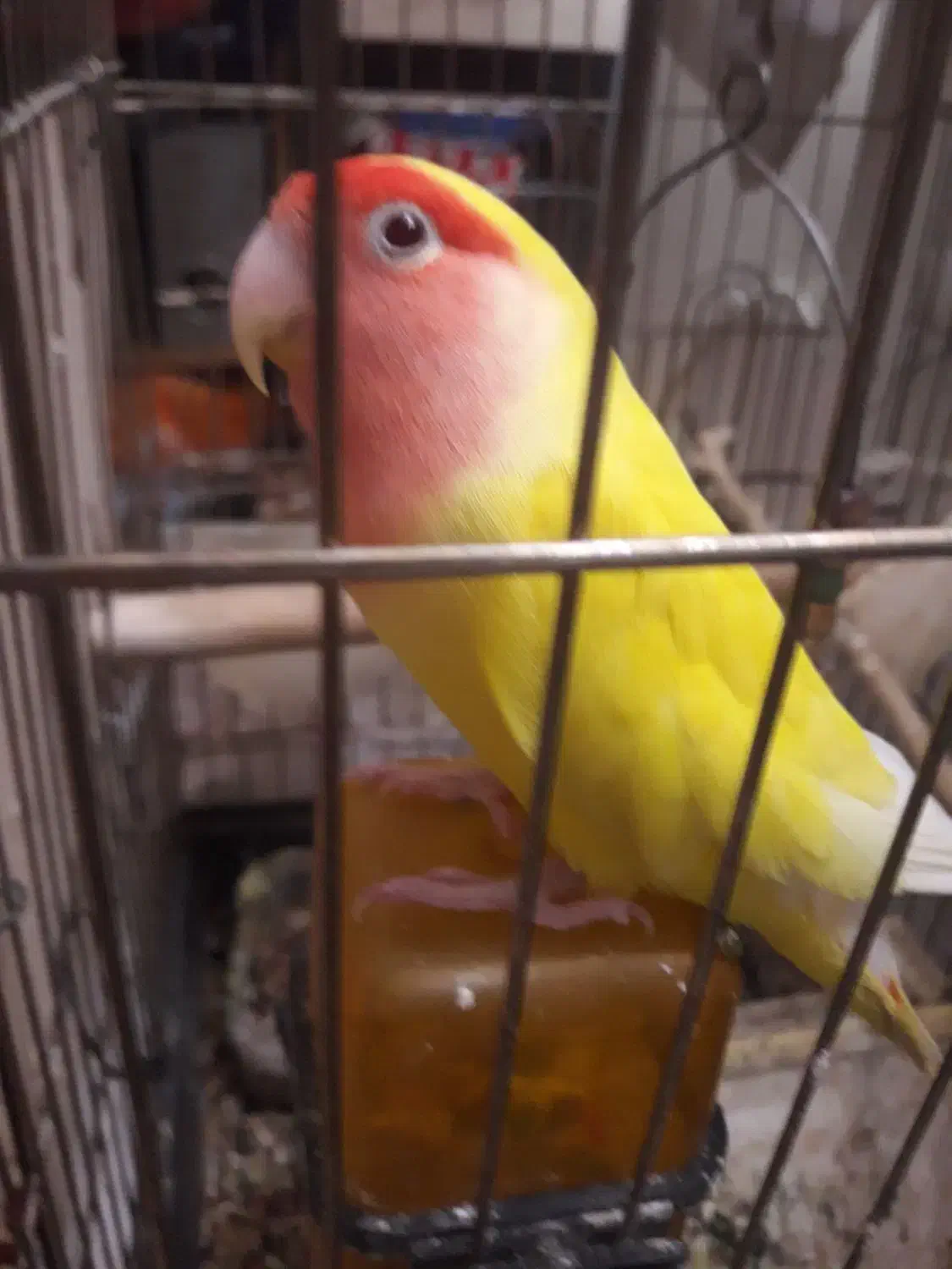 طوطی عروس هلندی و برزیلی|پرنده|محمدشهر, شهرک پیام (مهرالبرز)|دیوار