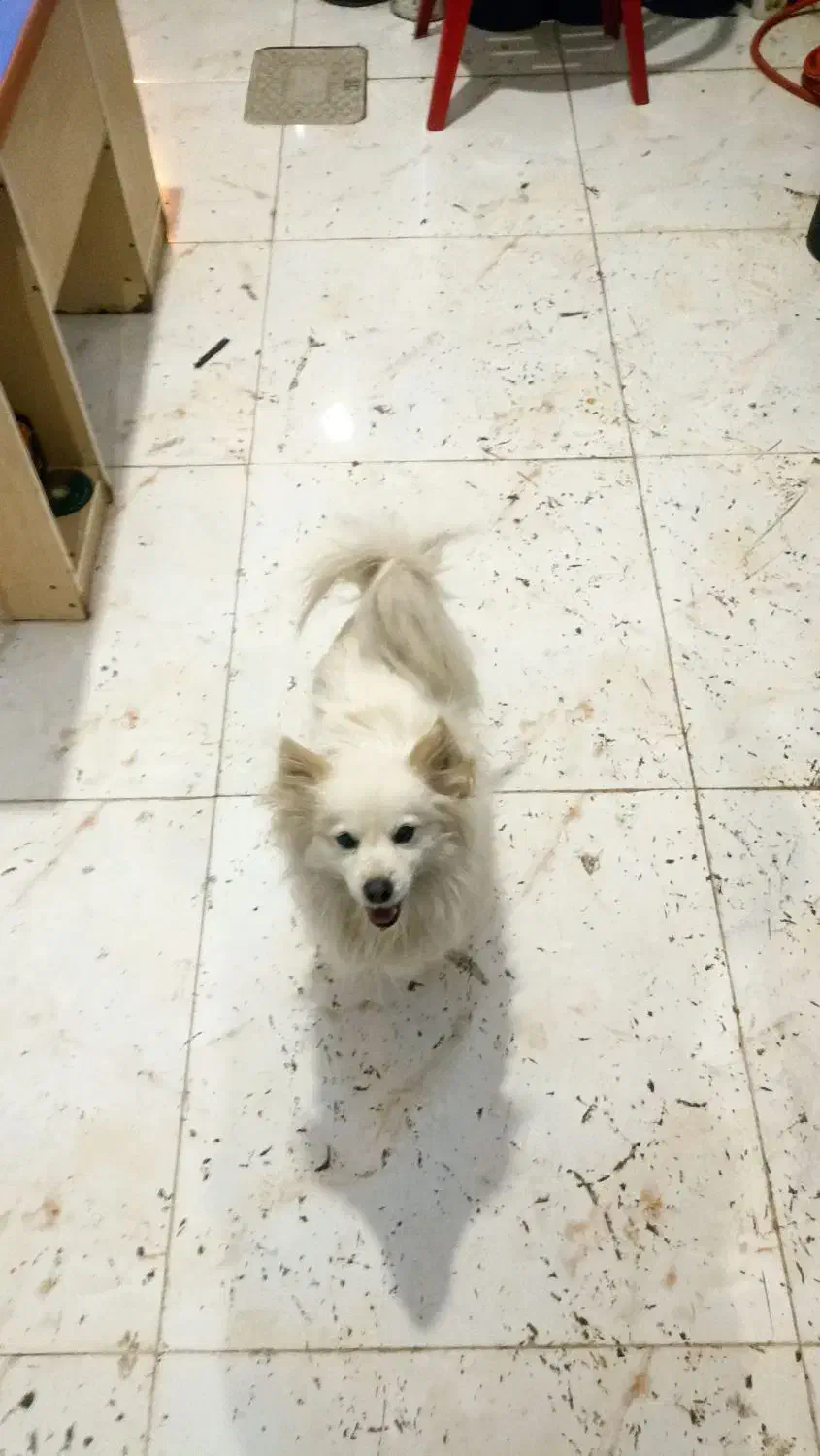 سگ خونگی|سگ|تویسرکان, |دیوار