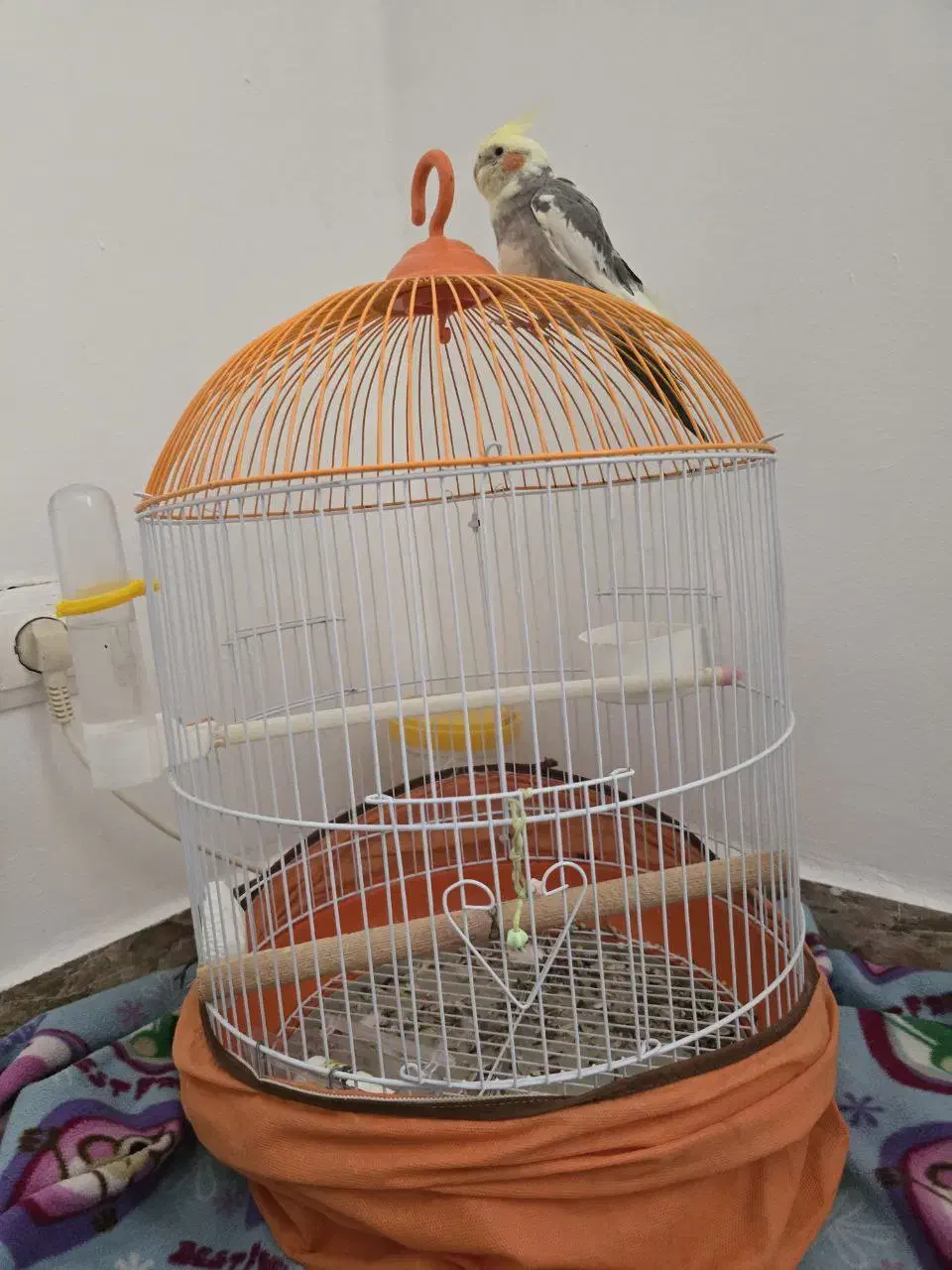 عروس هلندی|پرنده|رشت, کوی مهر|دیوار