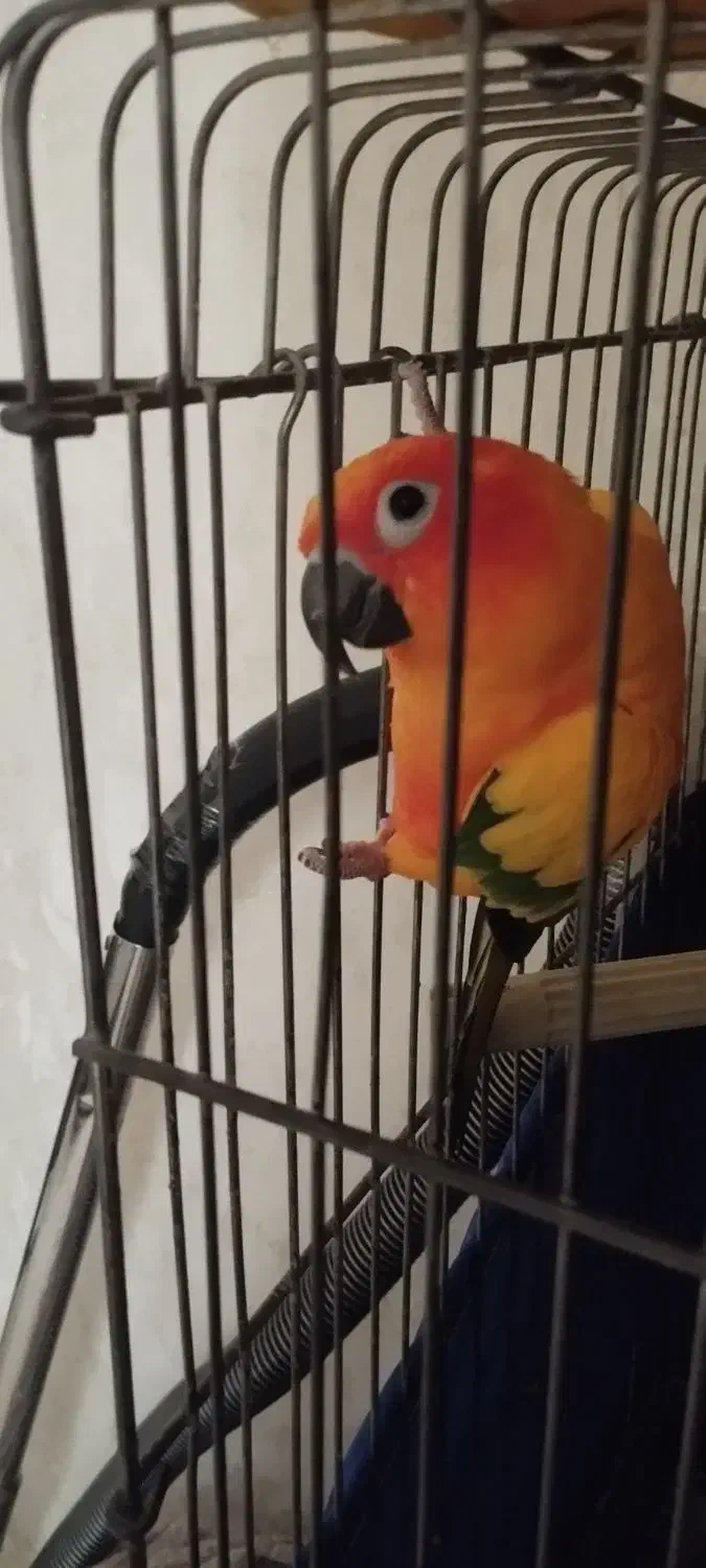 طوطی خورشیدی نر با تعیین جنسیت|پرنده|قرچک, زیبا شهر|دیوار