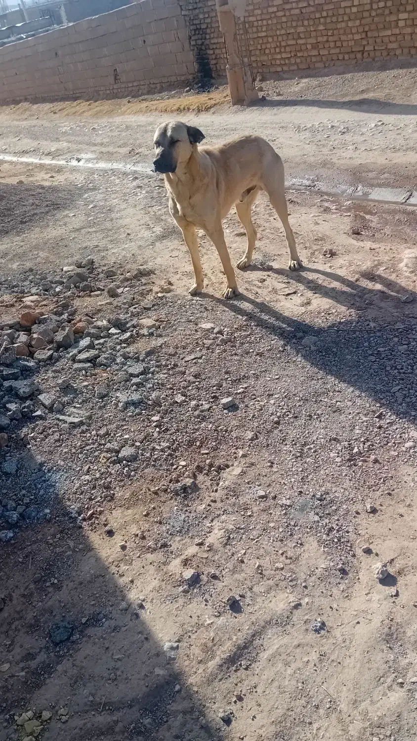سگ عراقی|سگ|قیدار, |دیوار
